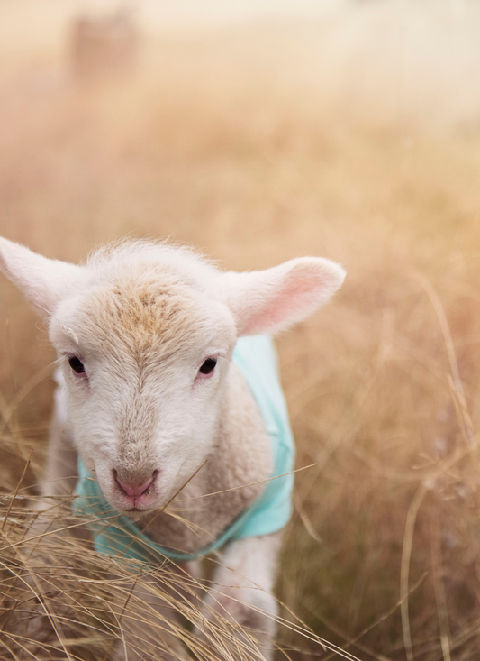 Pasture Sweetheart – Paint by Numbers Kit