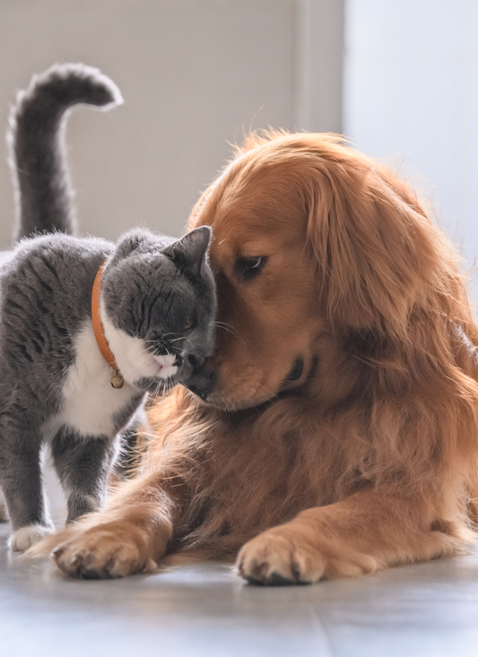 Tender Companions | Paint by Numbers Kit