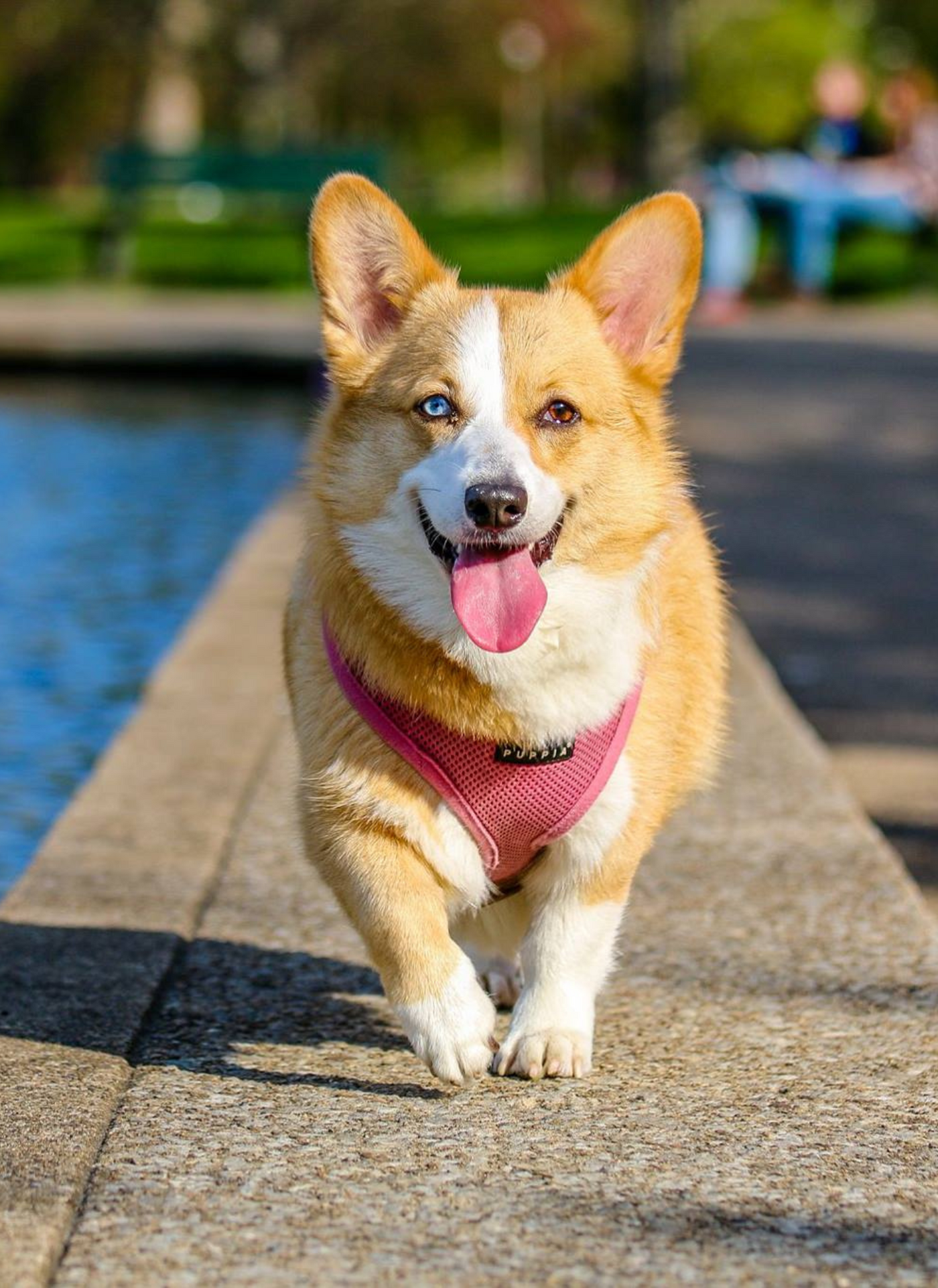 Happy Corgi - Paint by Numbers