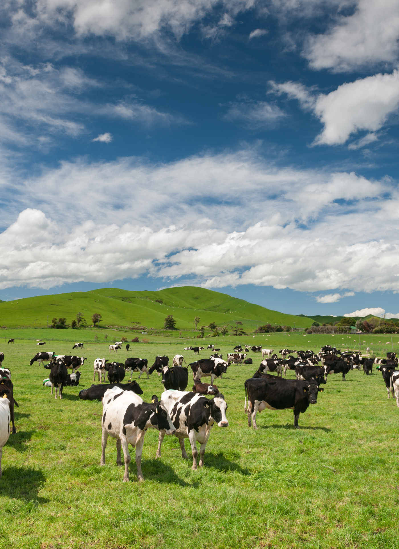 Pasture of Cows – Paint by Numbers Kit