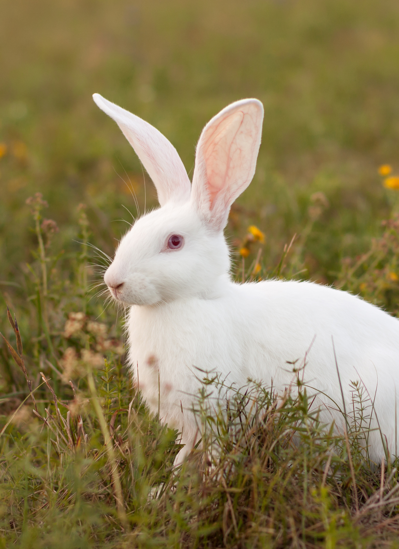 White Rabbit in Meadow – Paint by Numbers