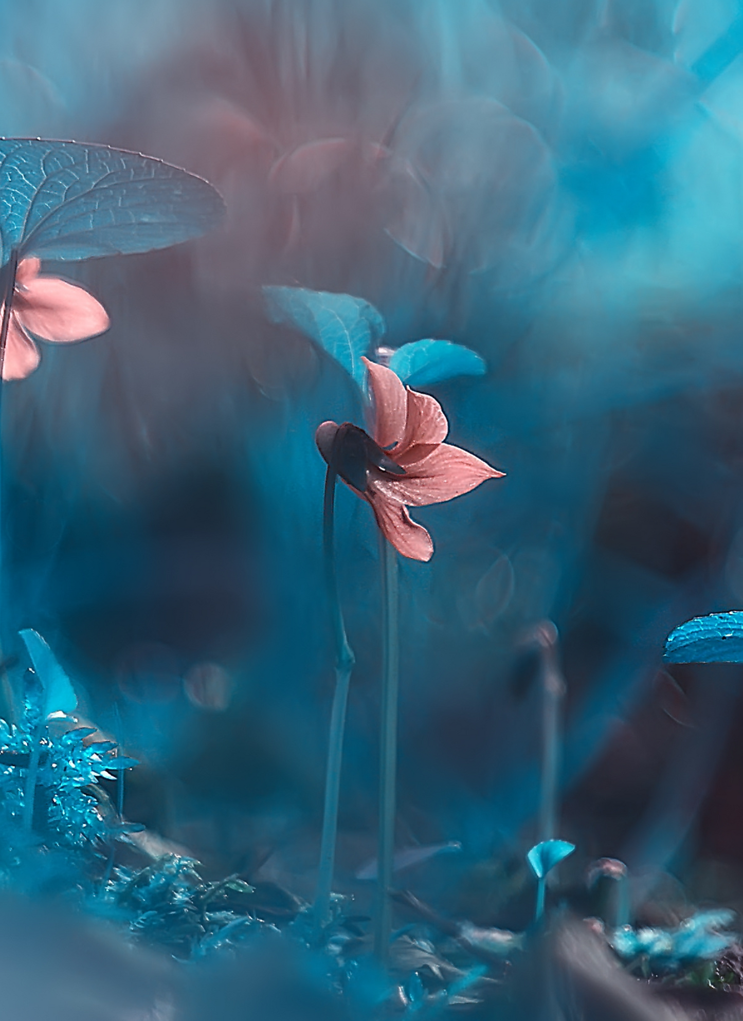 Dreamy Violet in Twilight – Paint by Numbers Kit