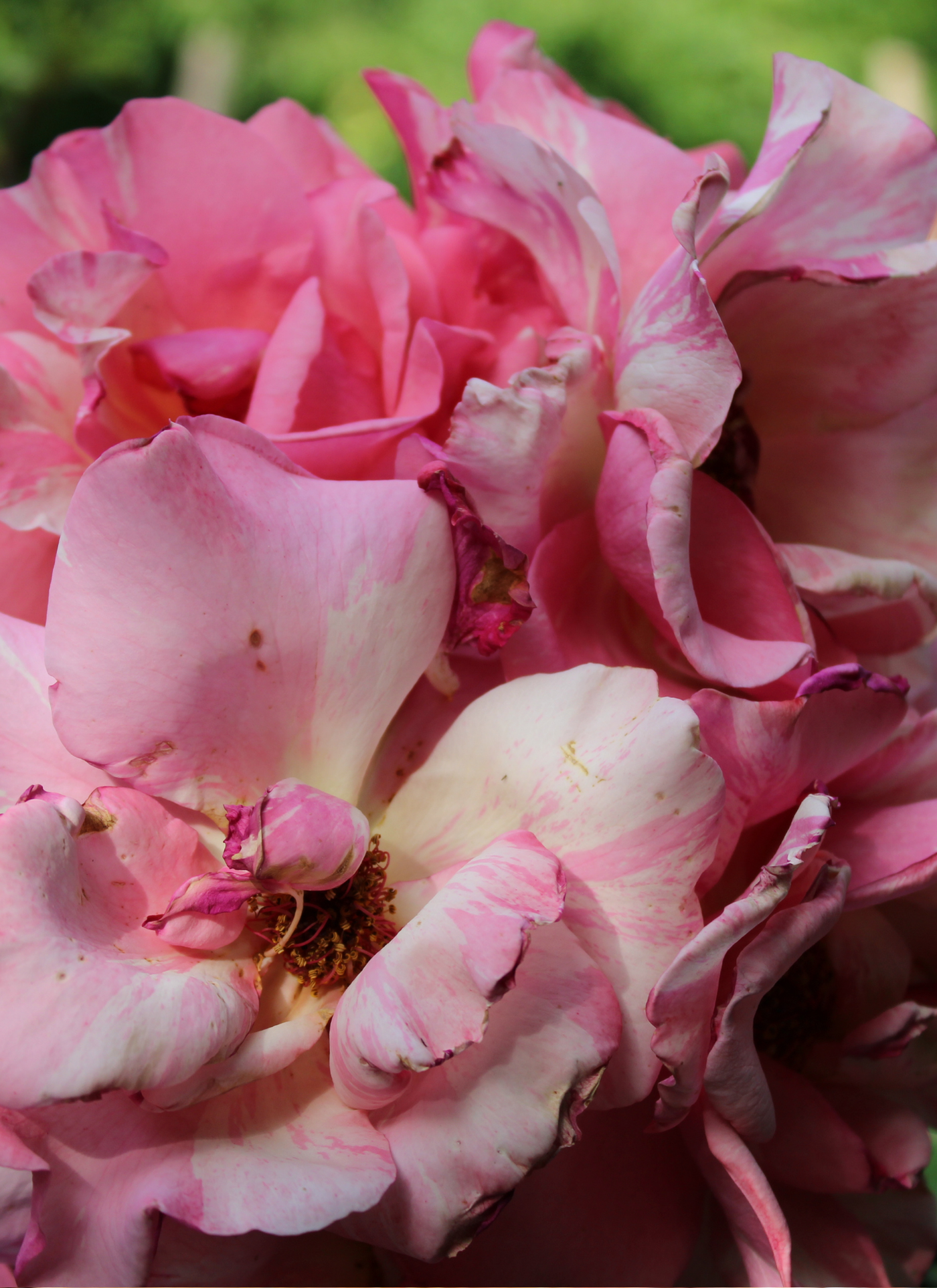 Rose Petal Reverie – Paint by Numbers Kit