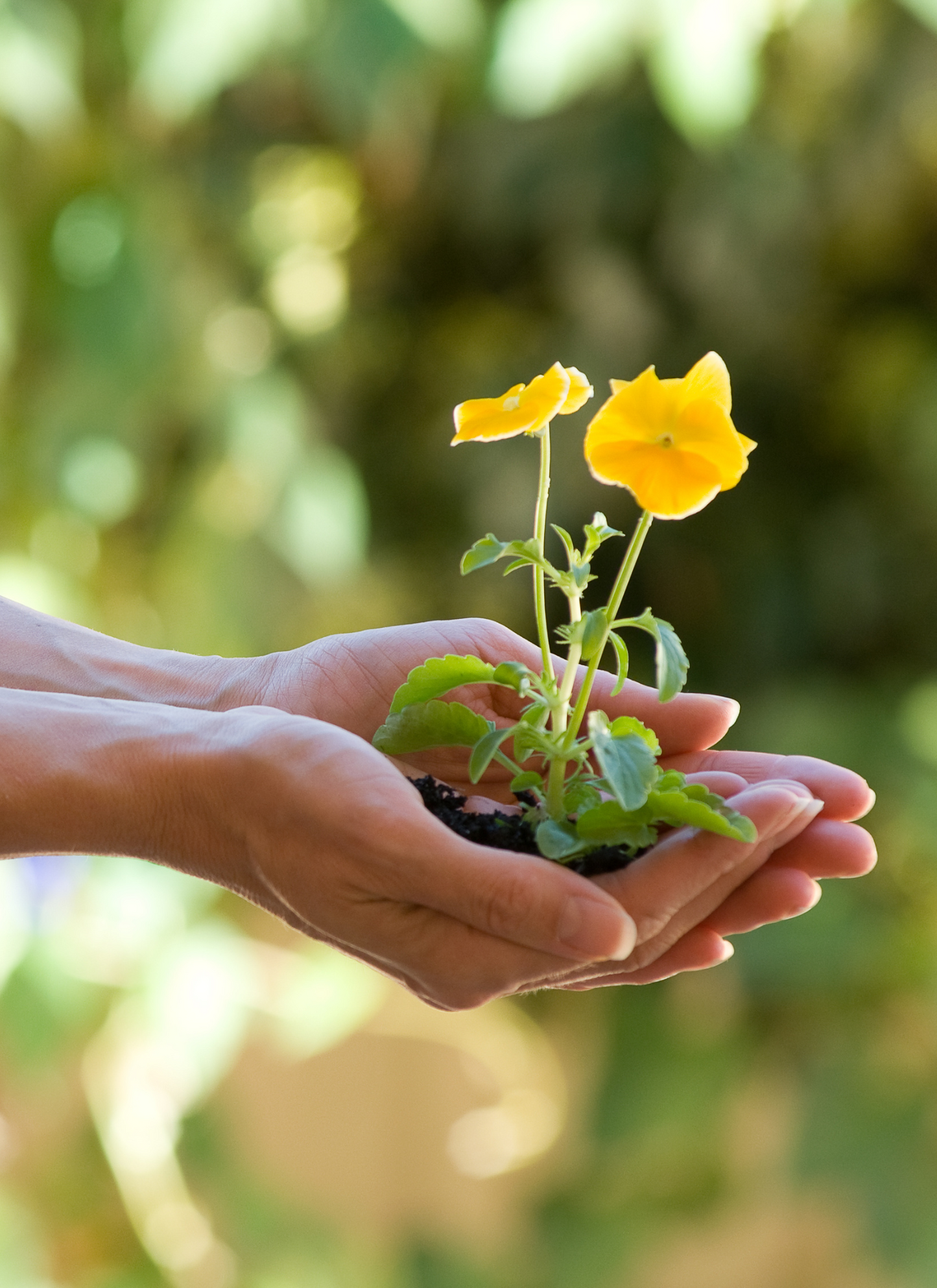 Hands Holding Yellow Bloom – Paint by Numbers