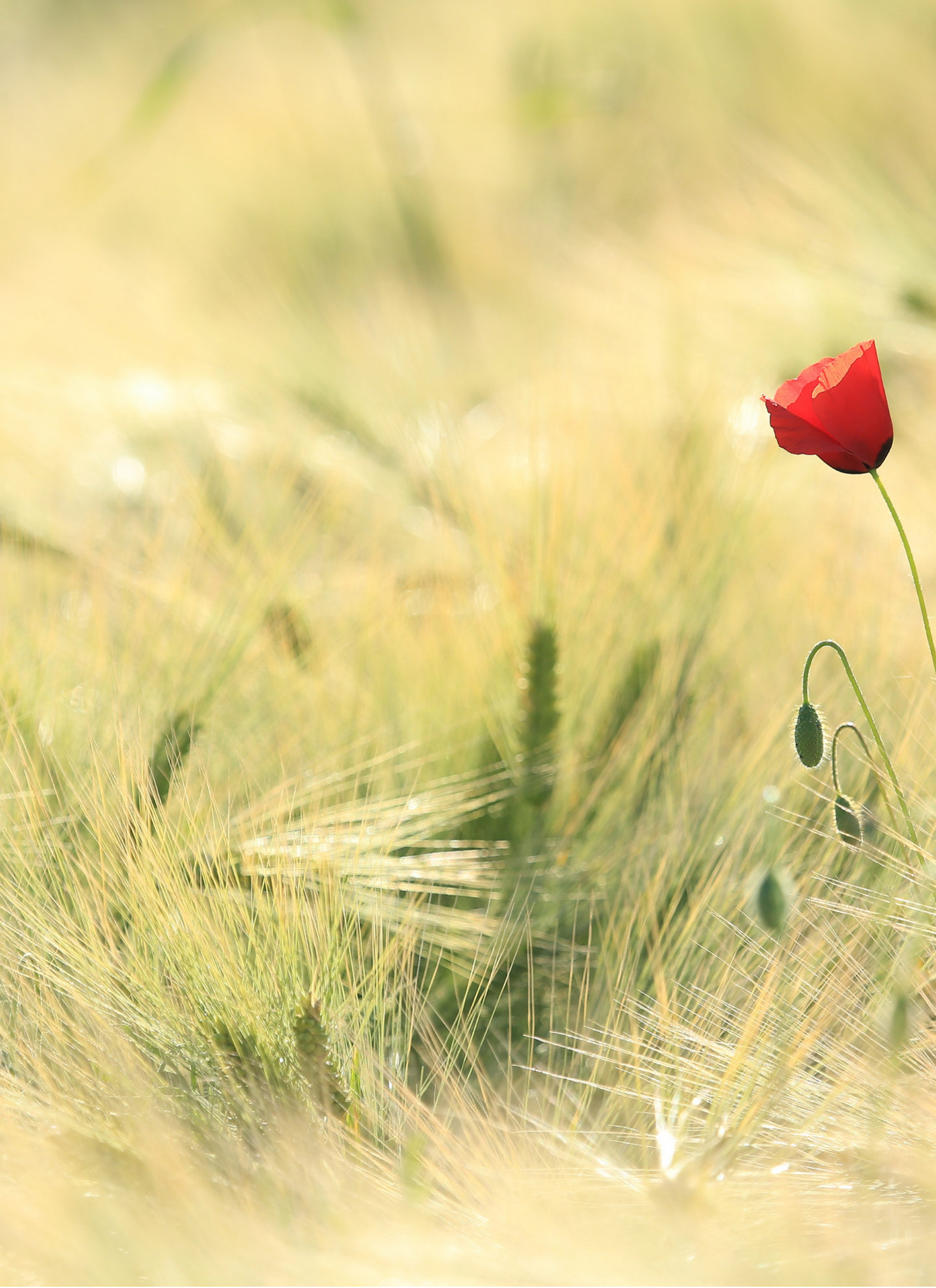 Lone Red Poppy in Golden Field – Paint by Numbers Kit