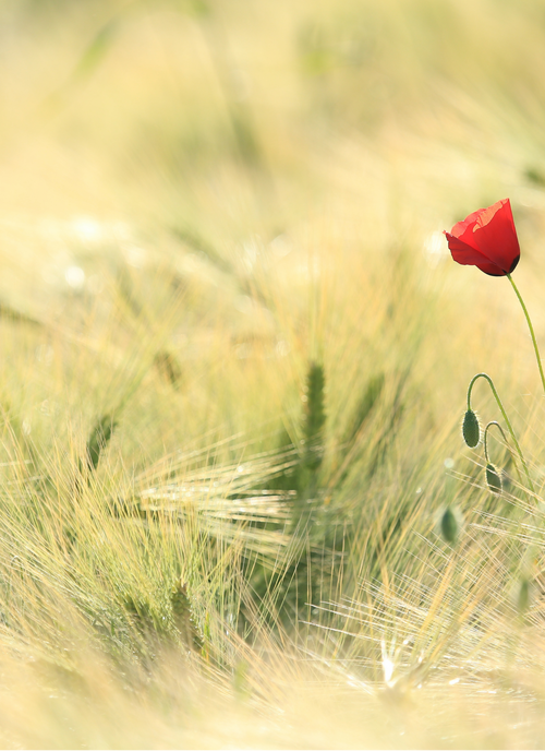 Lone Red Poppy in Golden Field – Paint by Numbers Kit