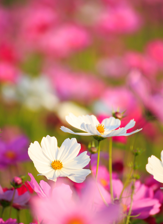White Cosmos in a Sea of Pink – Paint by Numbers Kit