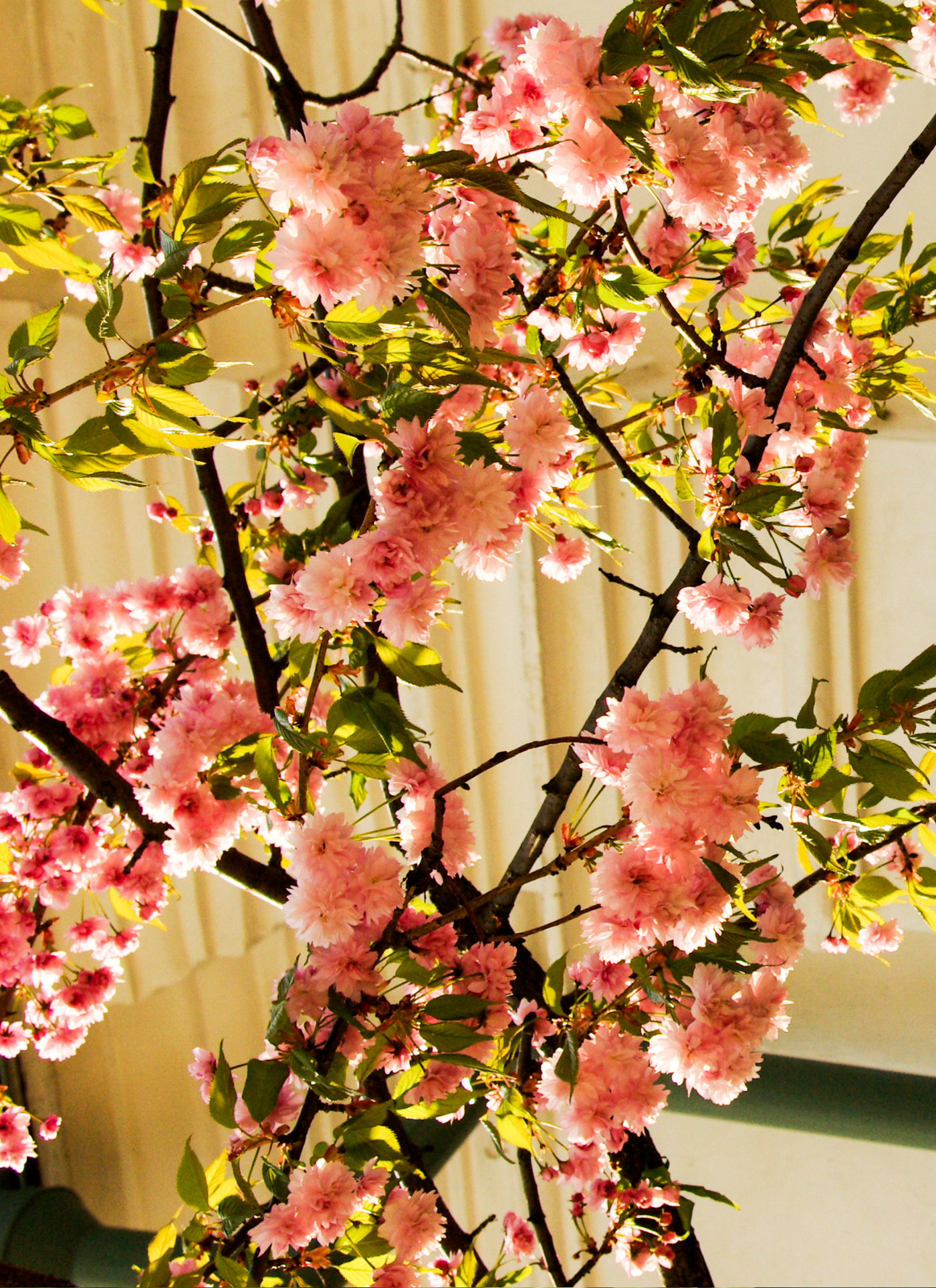 Cherry Bloom Elegance – Pink Blossoms in Spring Light Paint by Numbers Kit