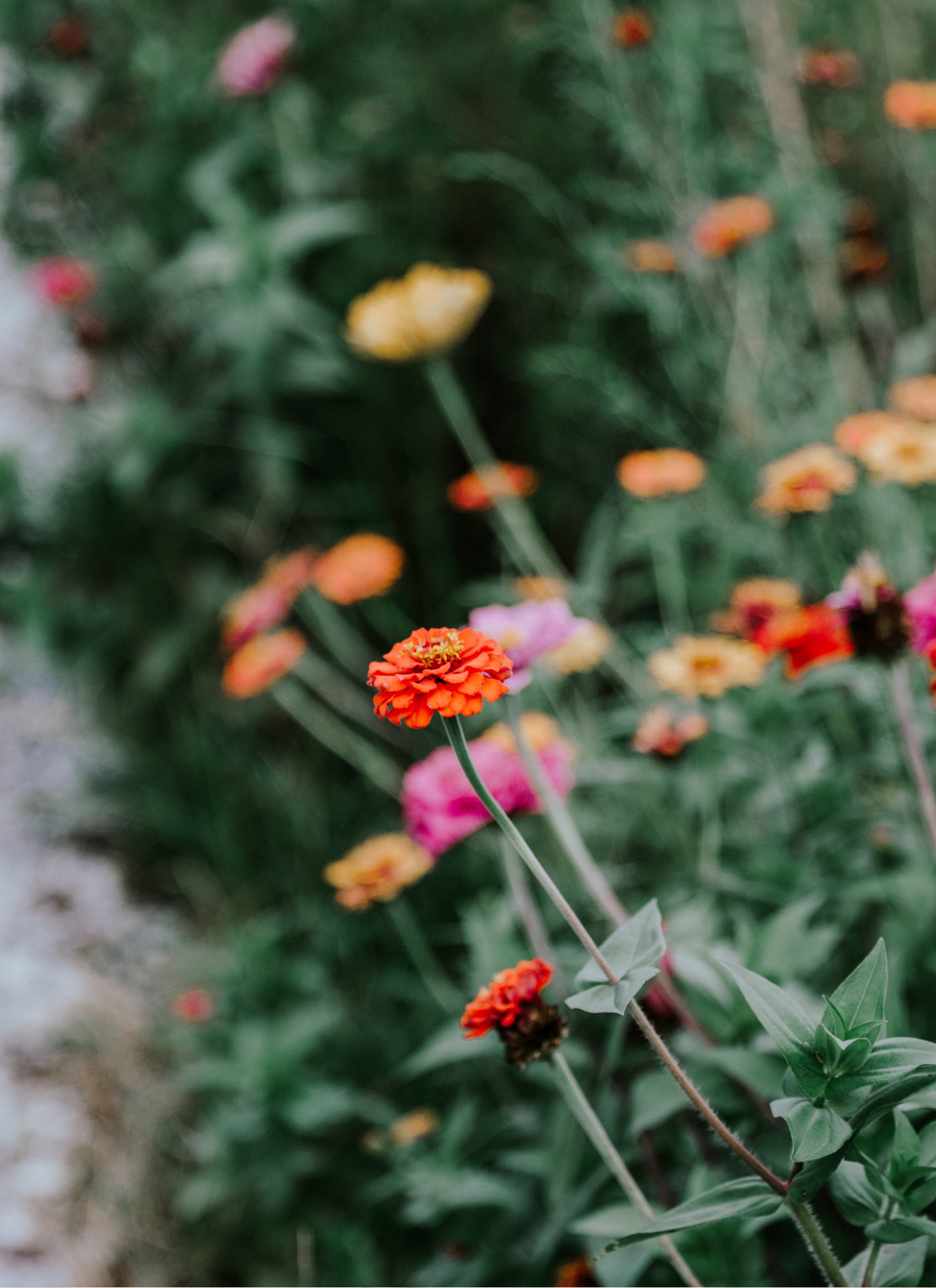 Zinnia Garden – Paint by Numbers Kit