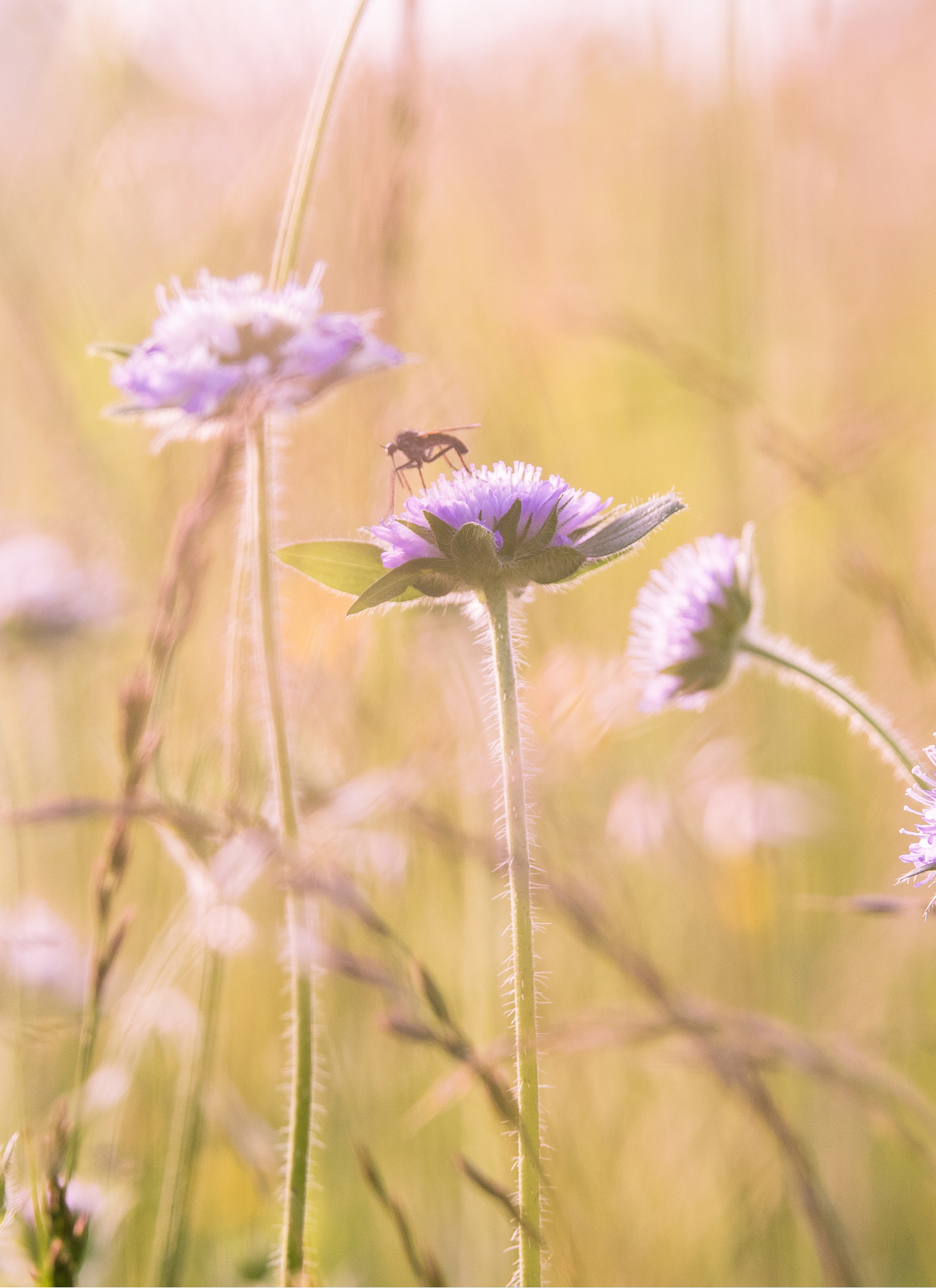 Wildflower & Bee – Paint by Numbers Kit