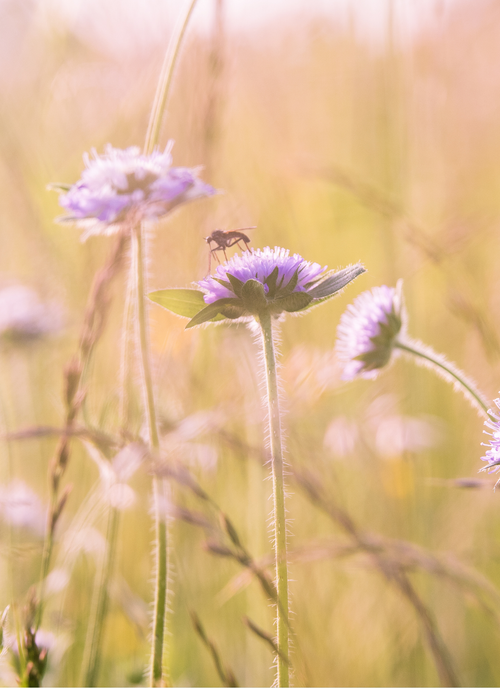 Wildflower & Bee – Paint by Numbers Kit