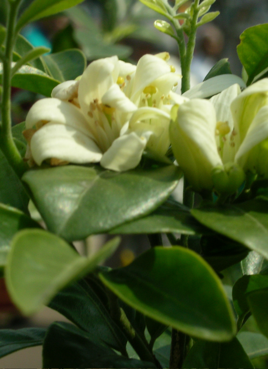 Cream Garden Blossoms – Paint by Numbers Kit