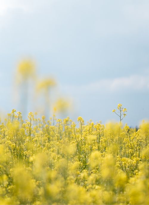 Golden Bloom Field - Paint by Numbers Kit