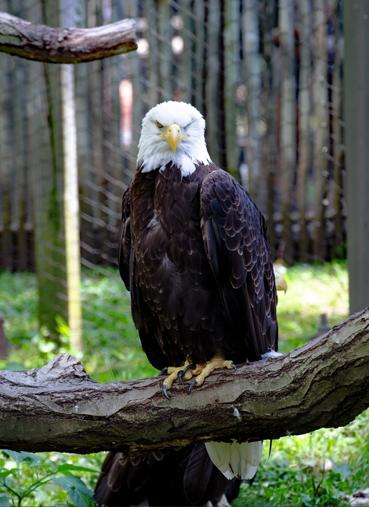 Majestic Eagle Perch – Paint by Numbers Kit