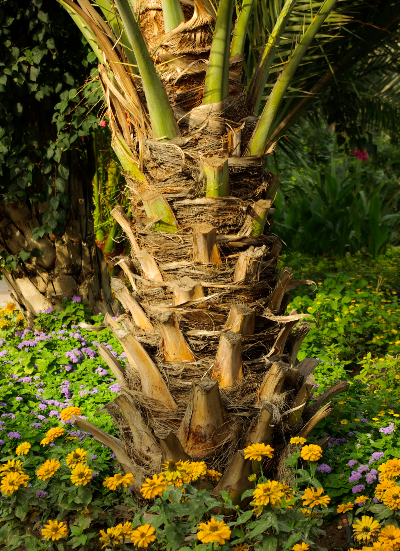Golden Blooms by the Palm – Paint by Numbers Kit
