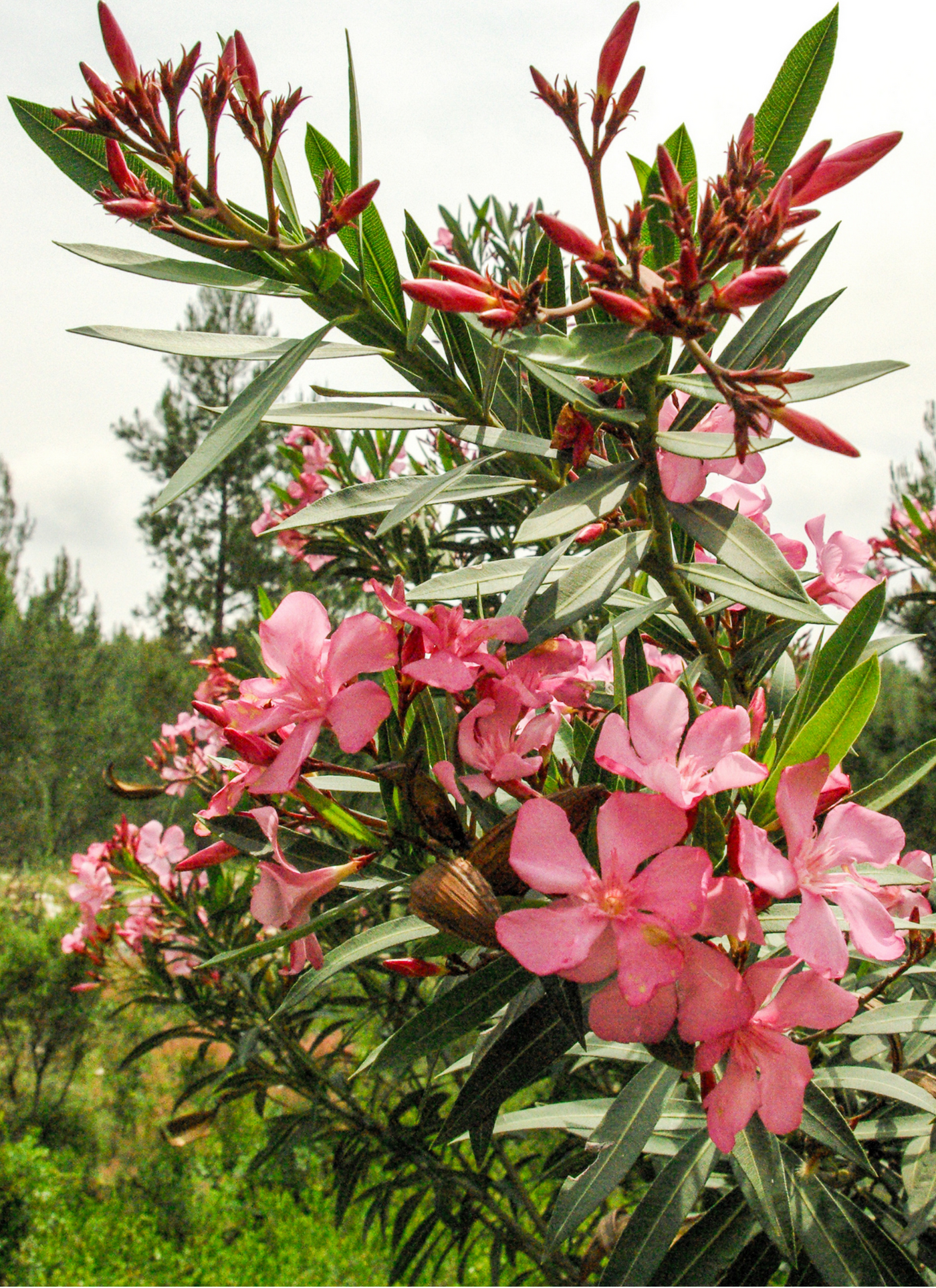 Pink Oleander in Bloom – Paint by Numbers Kit