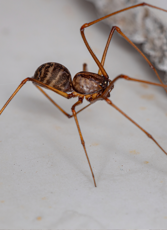 Elegant Arachnid – Paint by Numbers