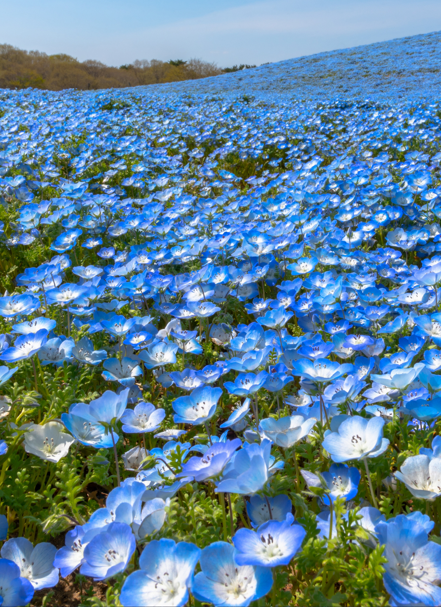 Endless Blue Blossoms - Paint by Numbers Kit