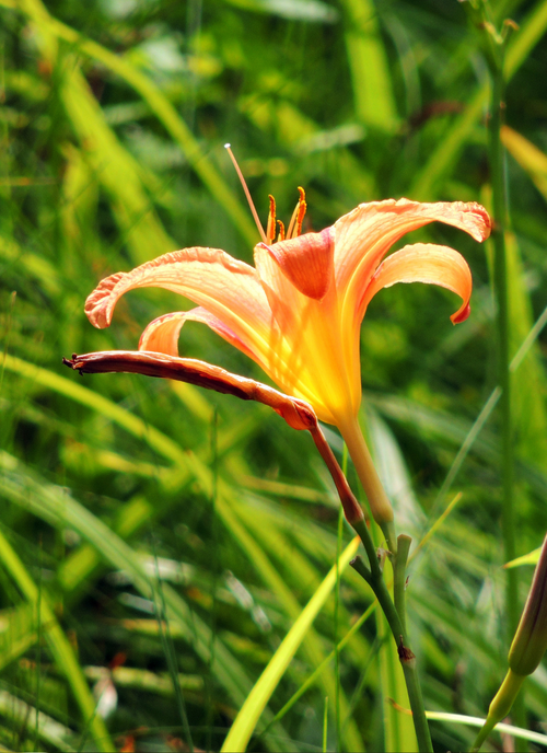 Orange Daylily in Bloom – Paint by Numbers Kit