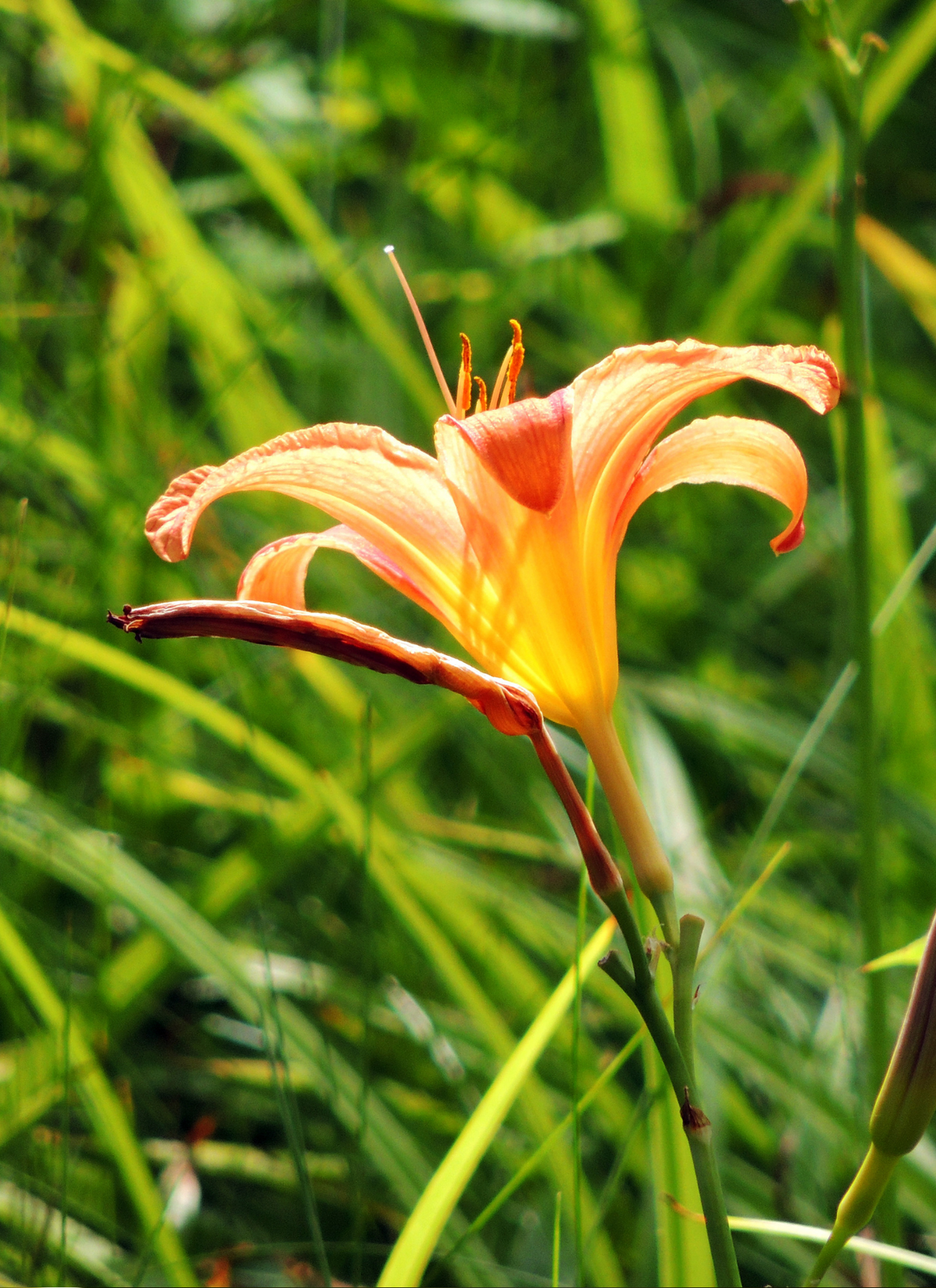 Orange Daylily in Bloom – Paint by Numbers Kit