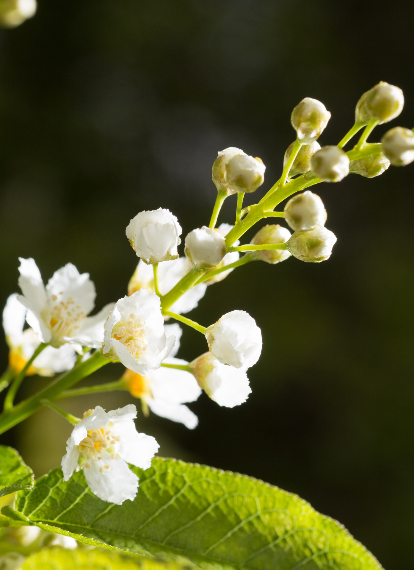 Spring White Blossoms – Paint by Numbers Kit