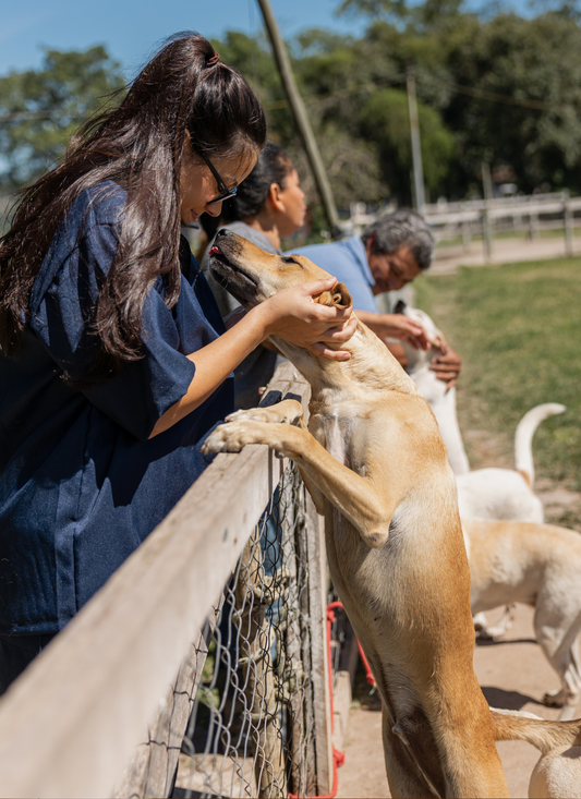 Tender Moment at the Shelter – Paint by Numbers