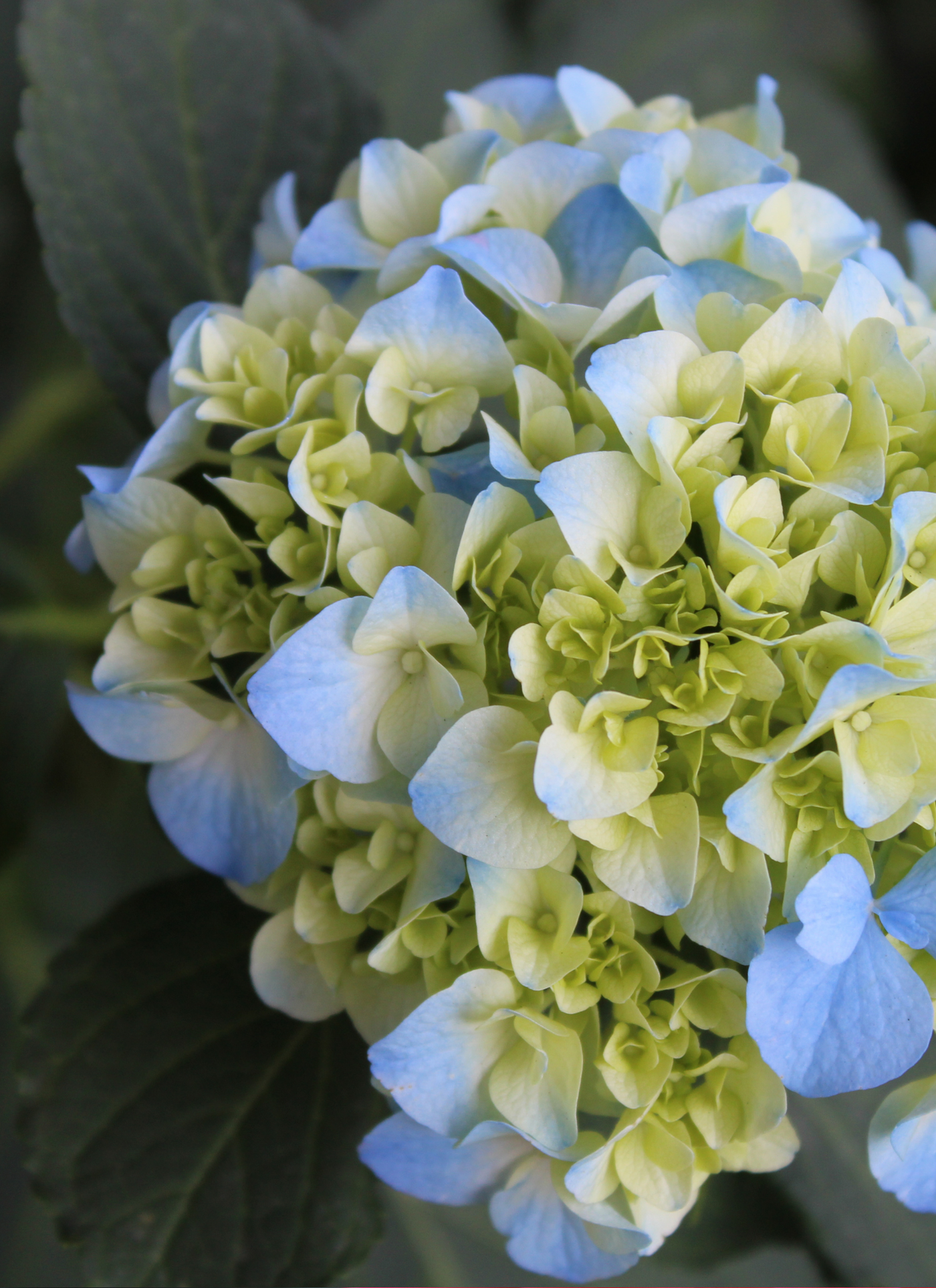 Soft Blue Hydrangeas – Paint by Numbers Kit