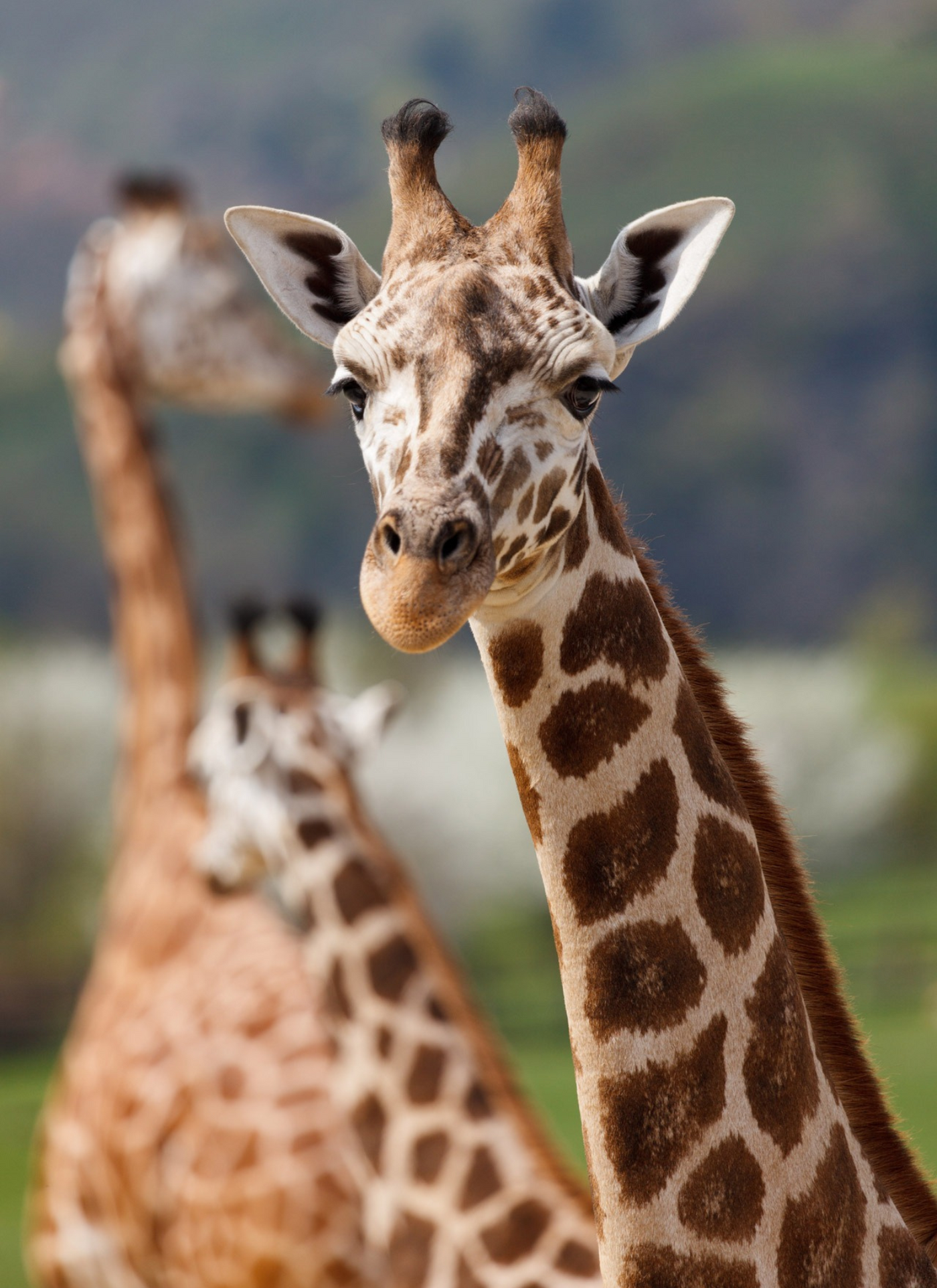 Giraffes in the Wild - Paint by Numbers
