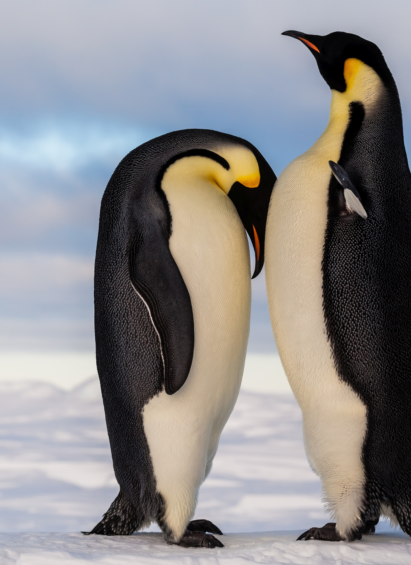 Emperor Penguins in Love – Paint by Numbers Kit