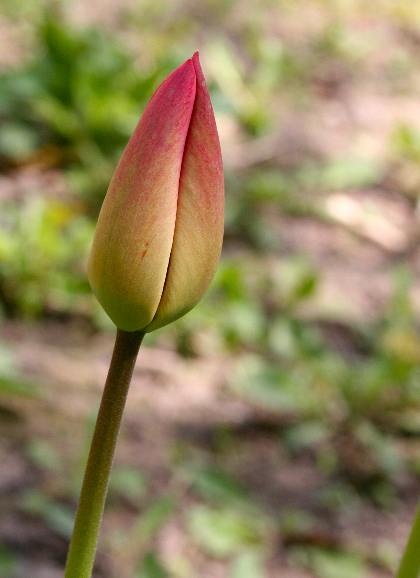 Blushing Tulip Bud – Paint by Numbers Kit