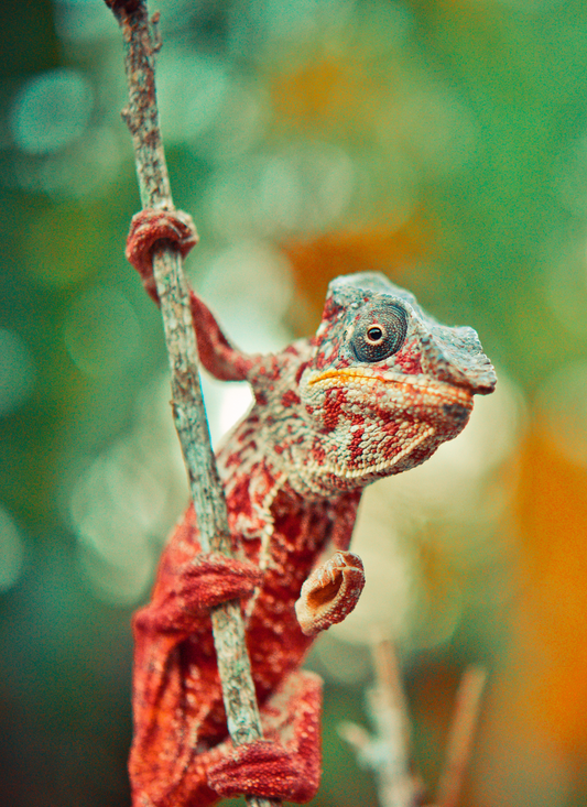Crimson Chameleon – Paint by Numbers Kit