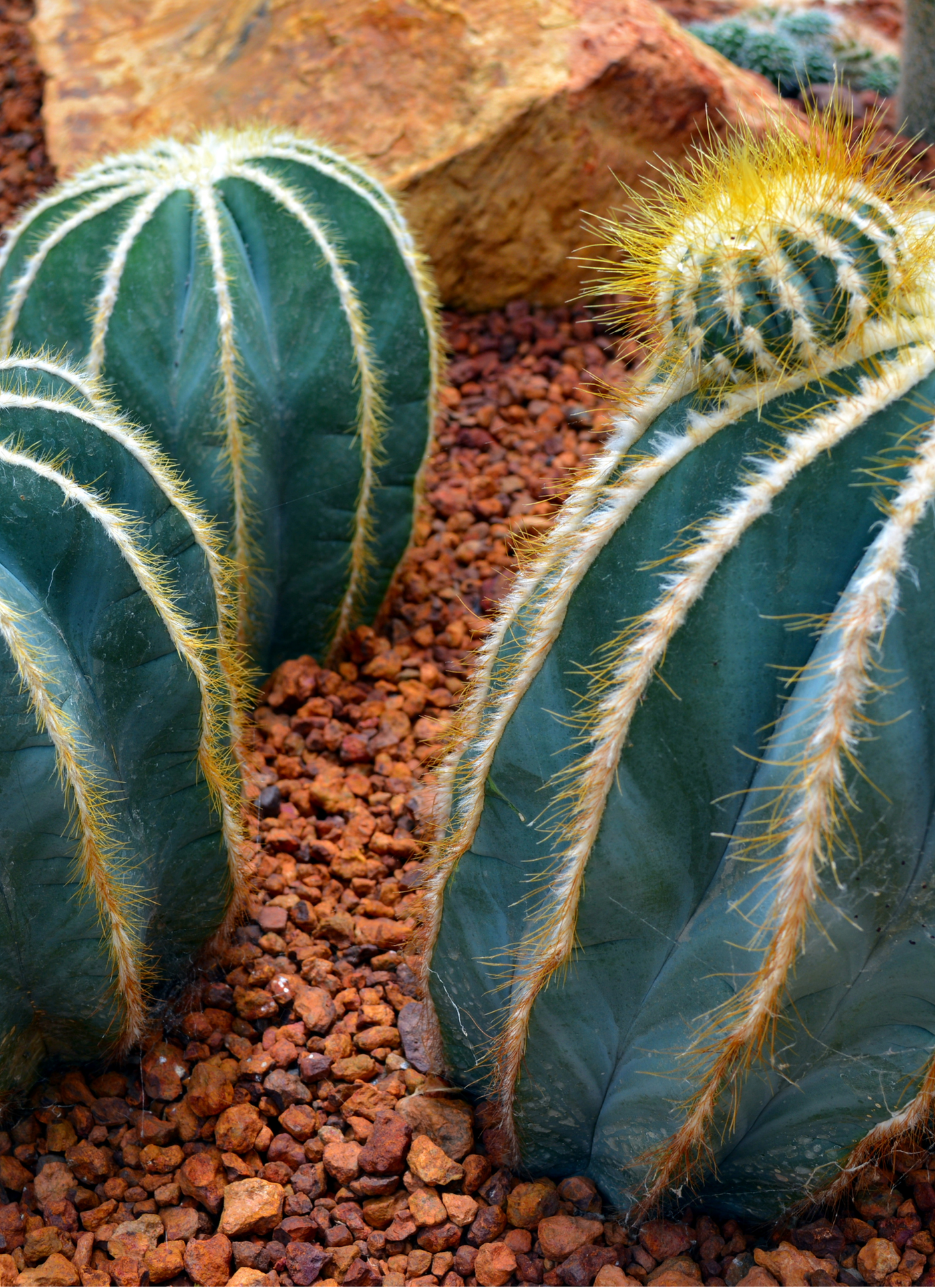Golden Desert Cactus – Paint by Numbers Kit