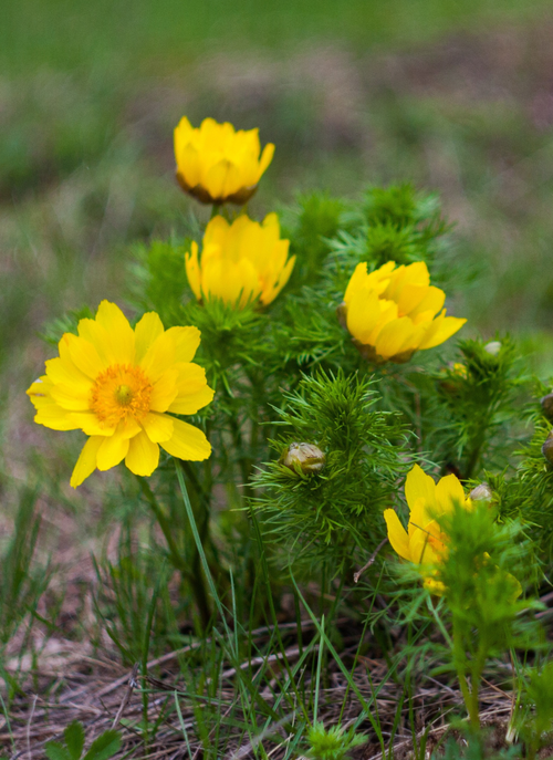 Yellow Blossom – Paint by Numbers