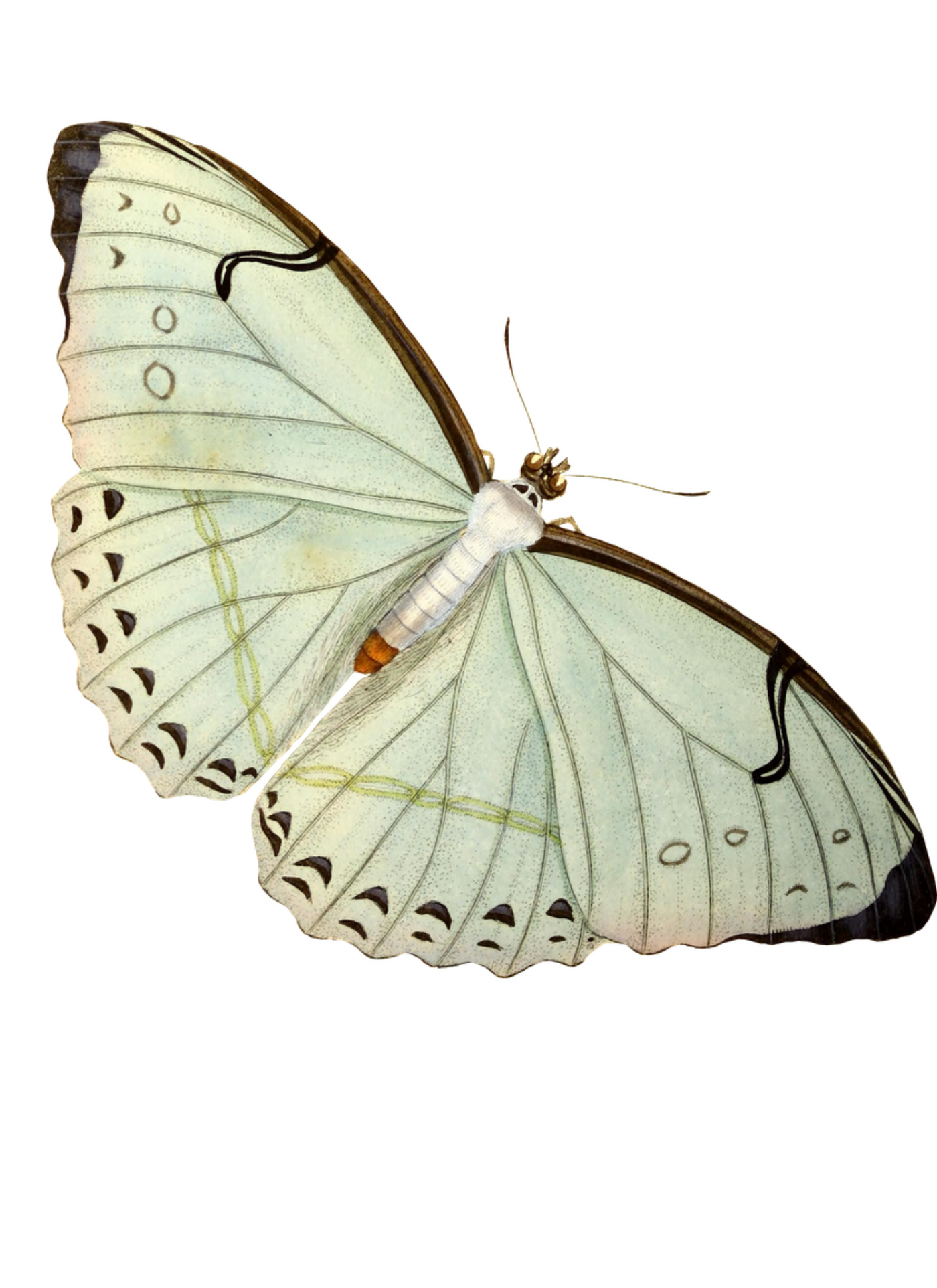 Pale Wings of Grace – Paint by Numbers