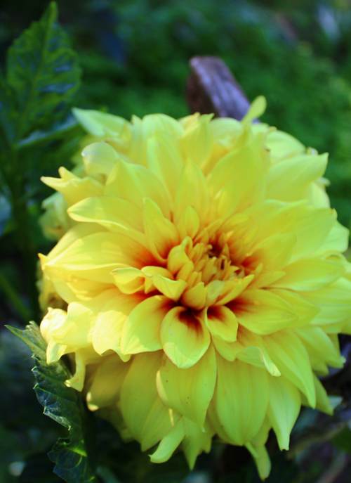 Sunburst Petals – Paint by Numbers Kit