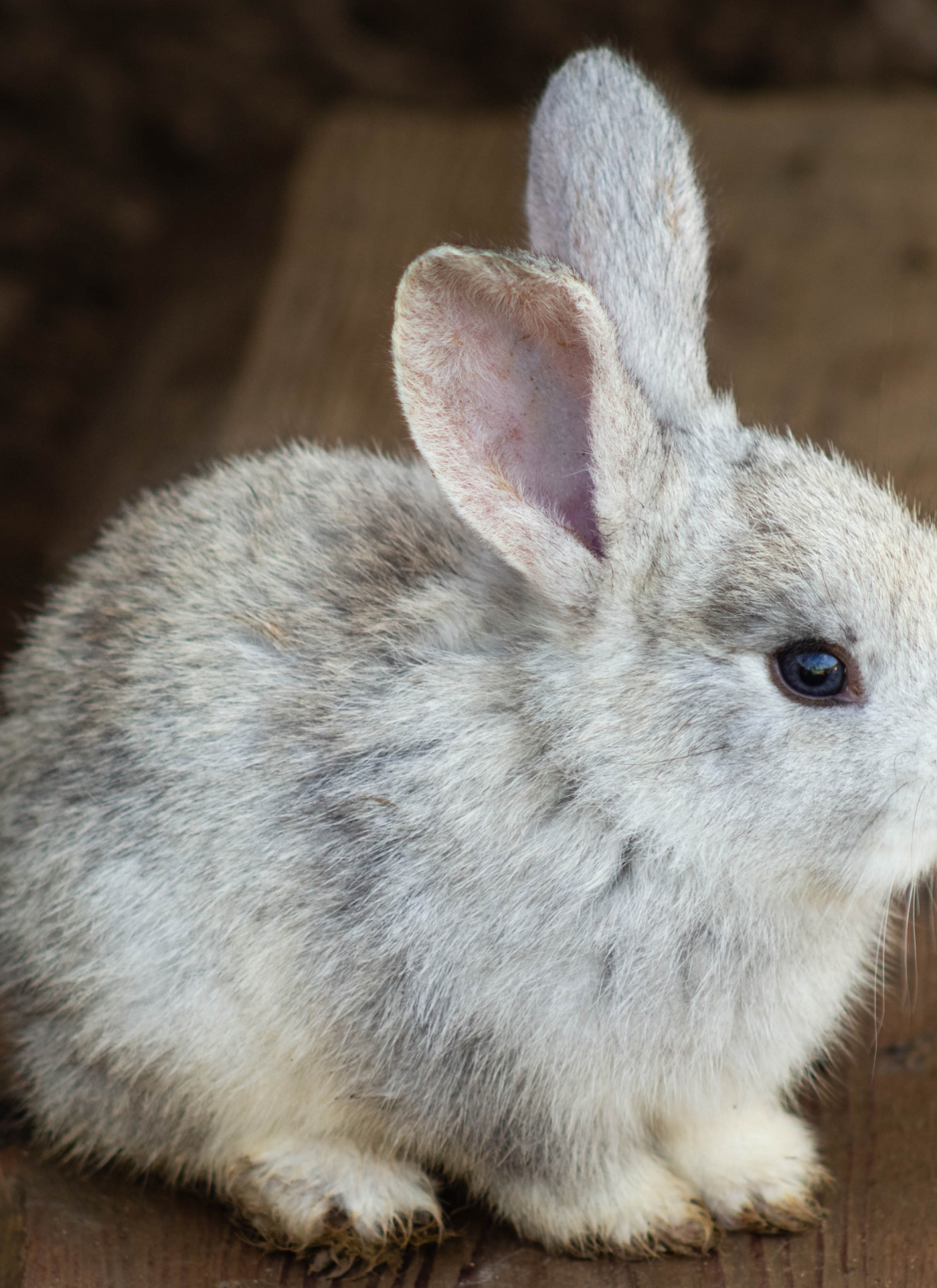 Fluffy Gray Bunny – Paint by Numbers Kit