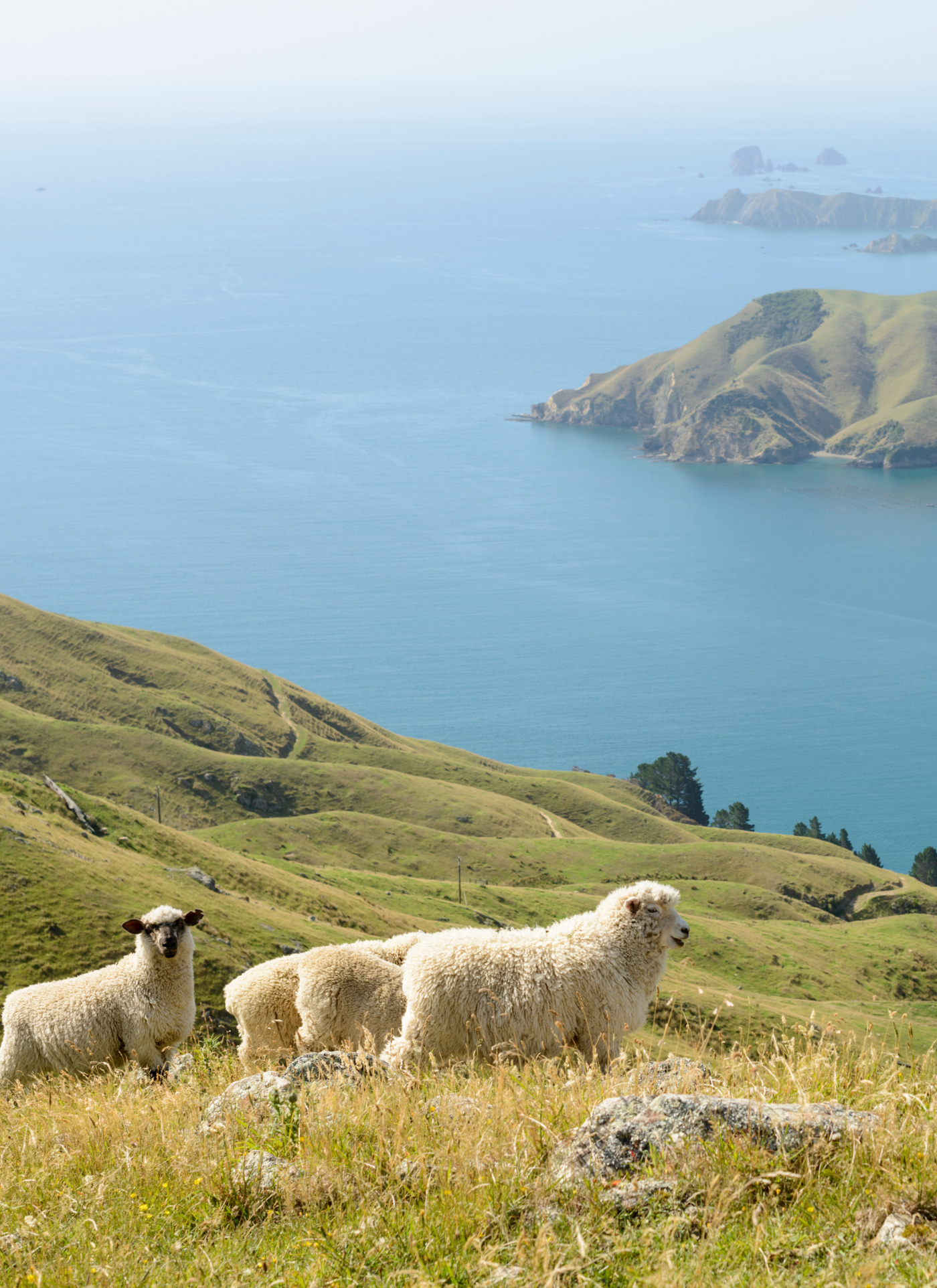 Seaside Grazers – Paint by Numbers Kit