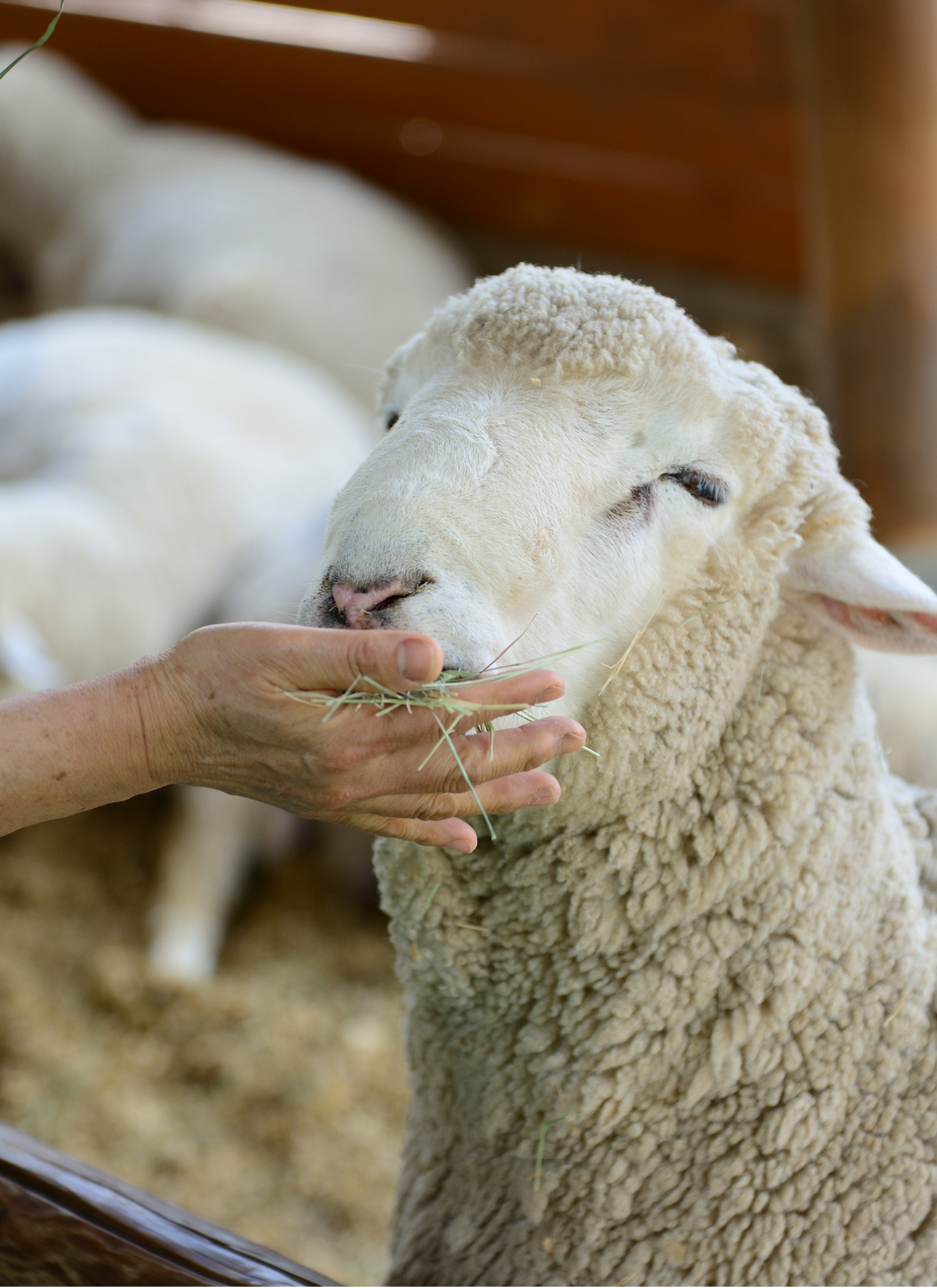 Gentle Sheep Moment - Paint by Numbers Kit