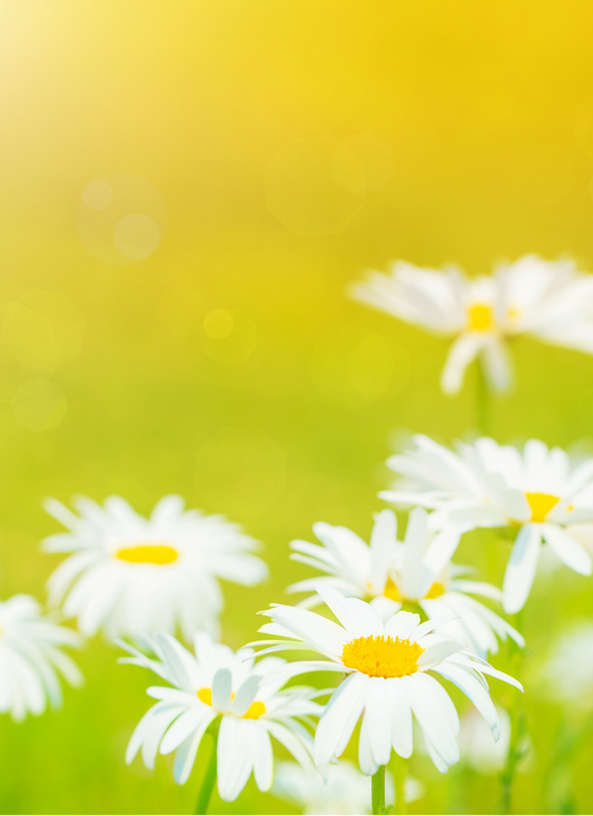 Sunlit Daisies – Paint by Numbers Kit