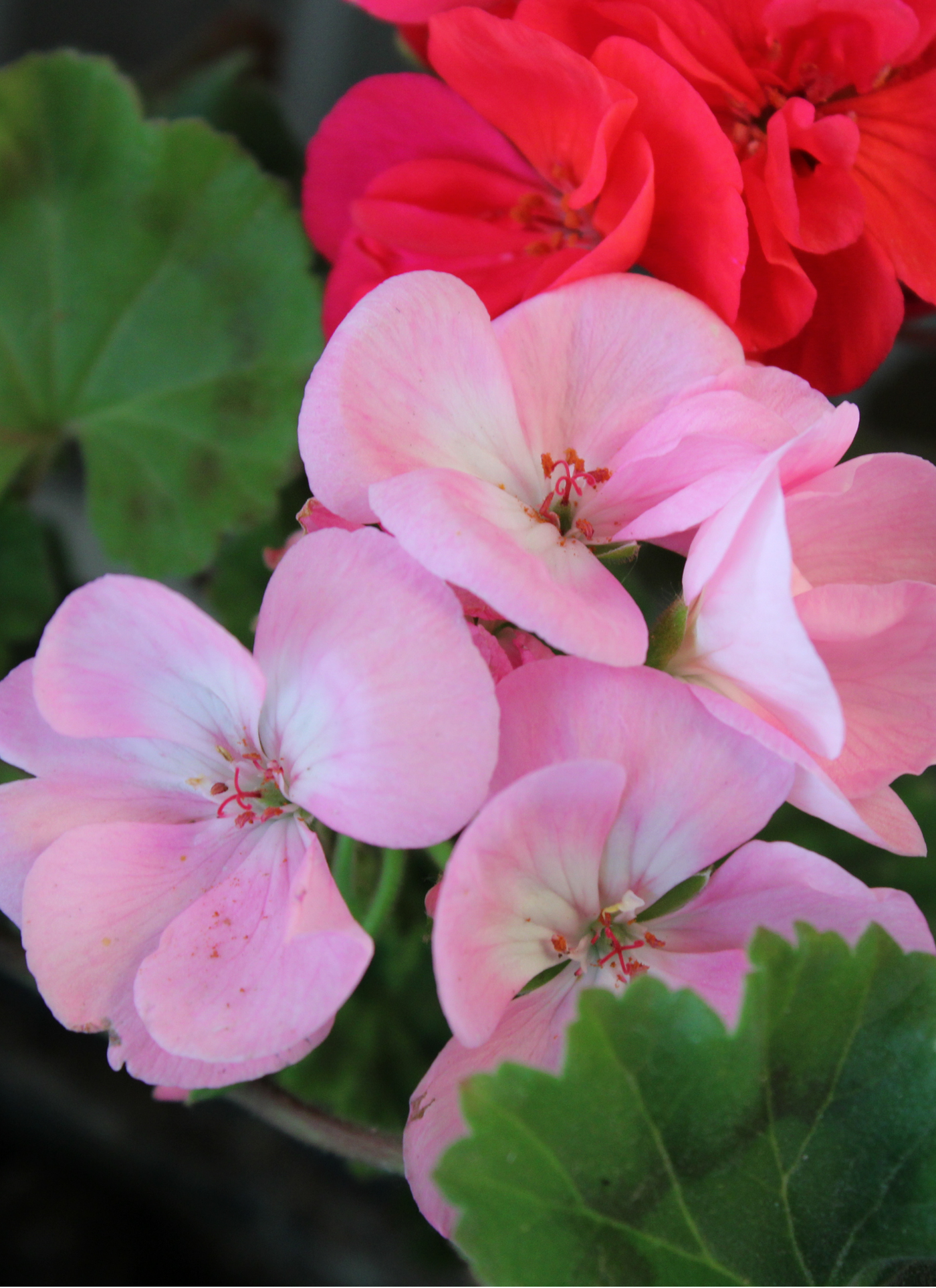 Blushing Pink Geraniums – Paint by Numbers Kit
