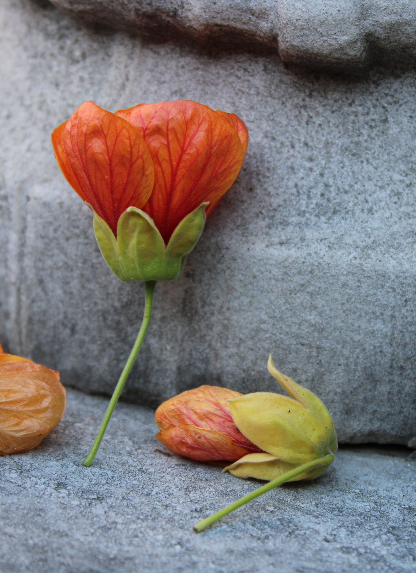 Amber Petals on Stone - Paint by Numbers Kit