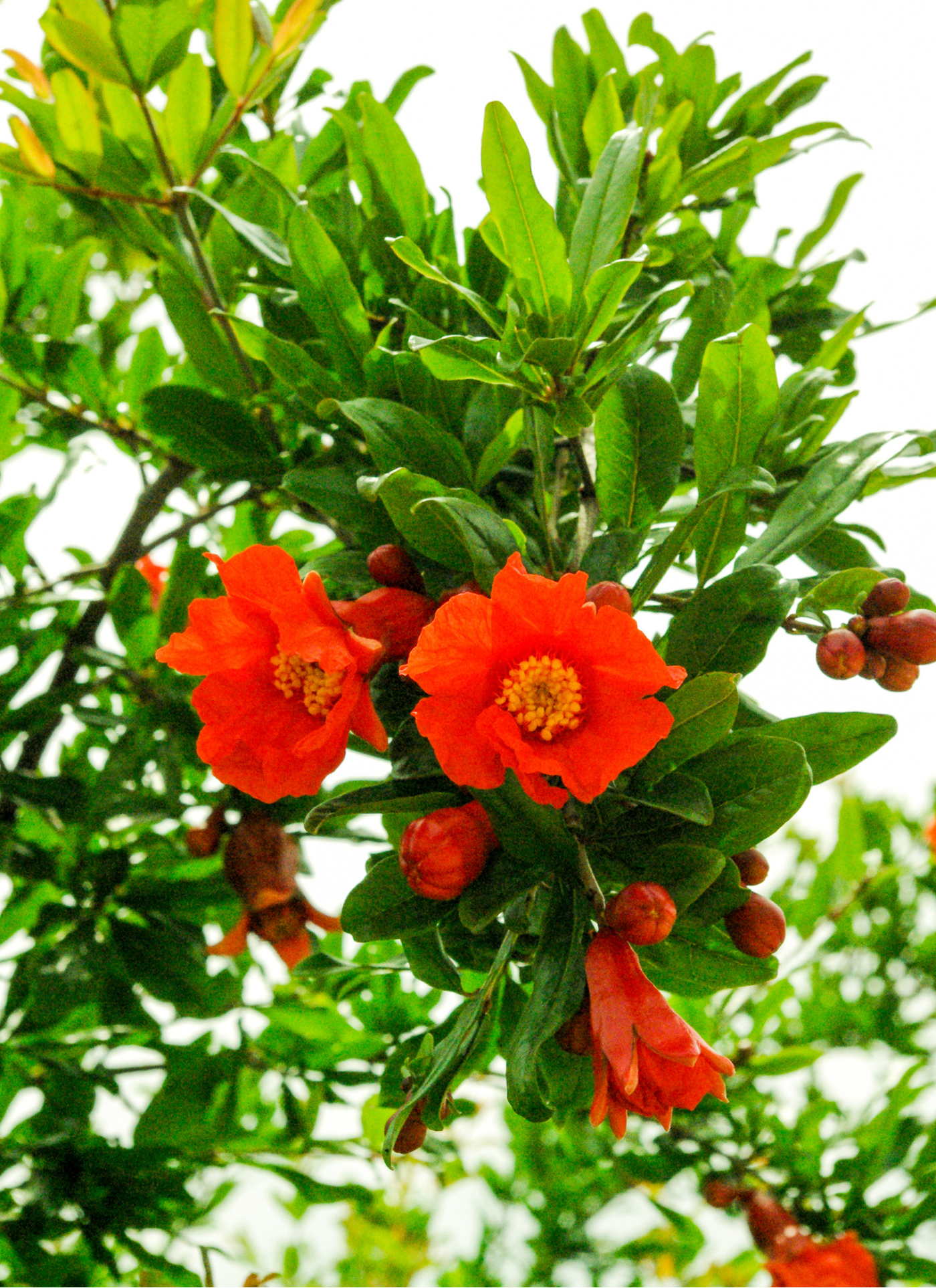 Fiery Blooms – Pomegranate Flowers Paint by Numbers Kit