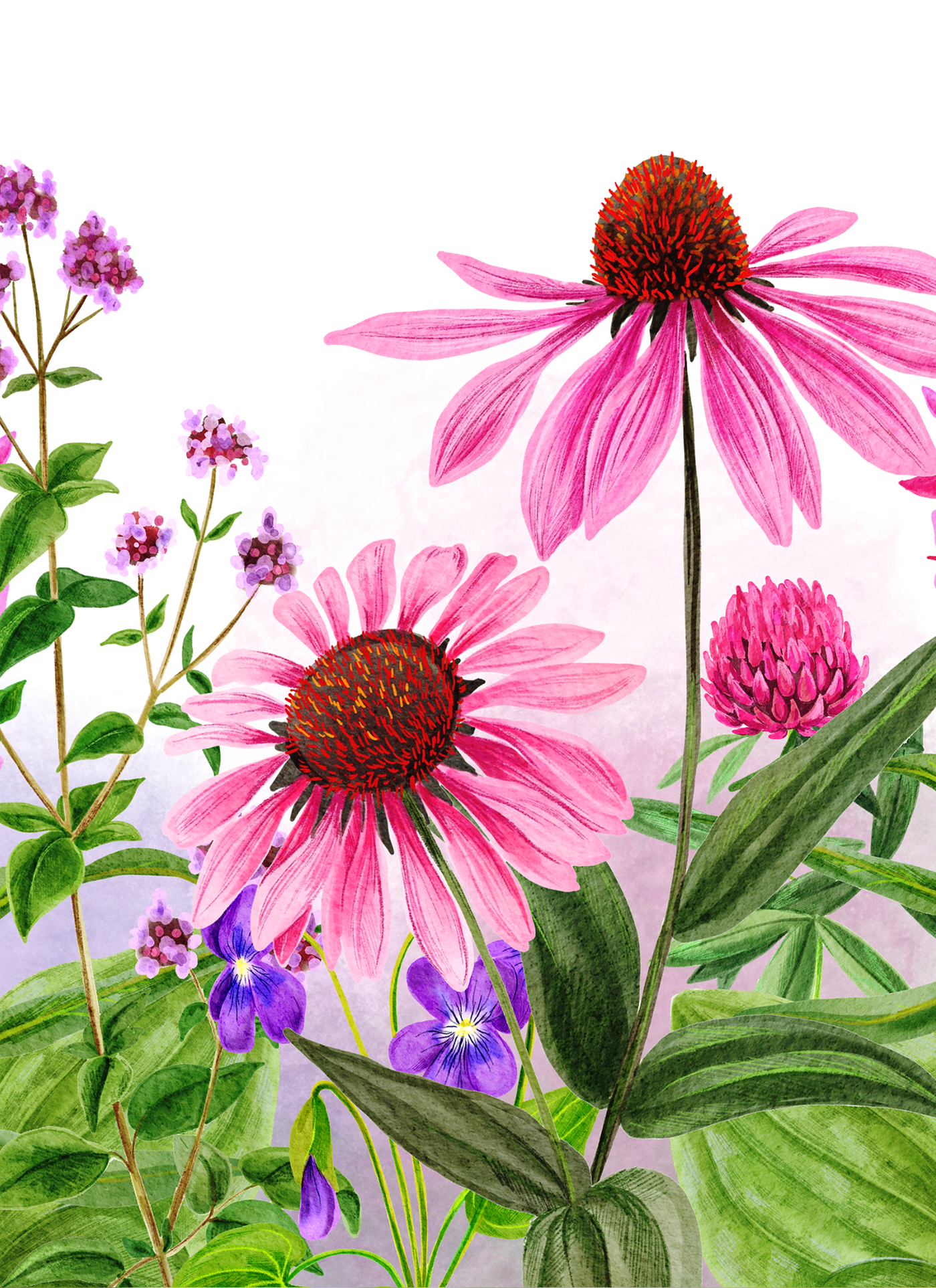 Pink Harmony – Coneflower Garden Paint by Numbers Kit