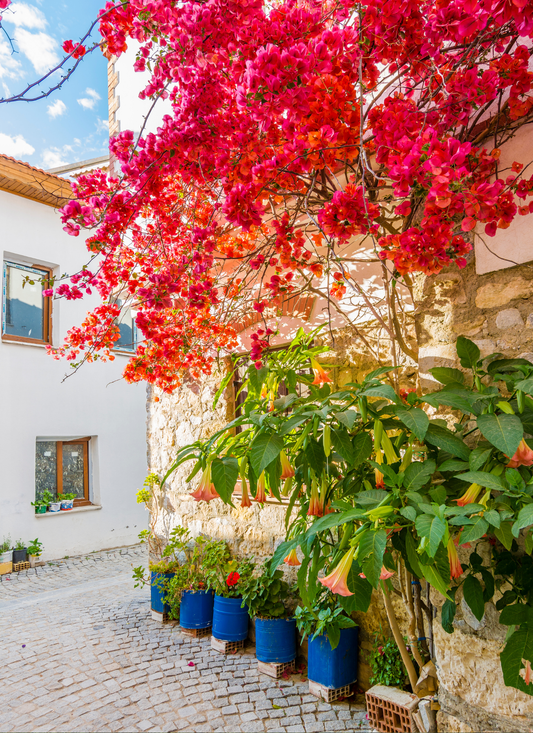 Sunlit Street with Bougainvillea – Paint by Numbers Kit