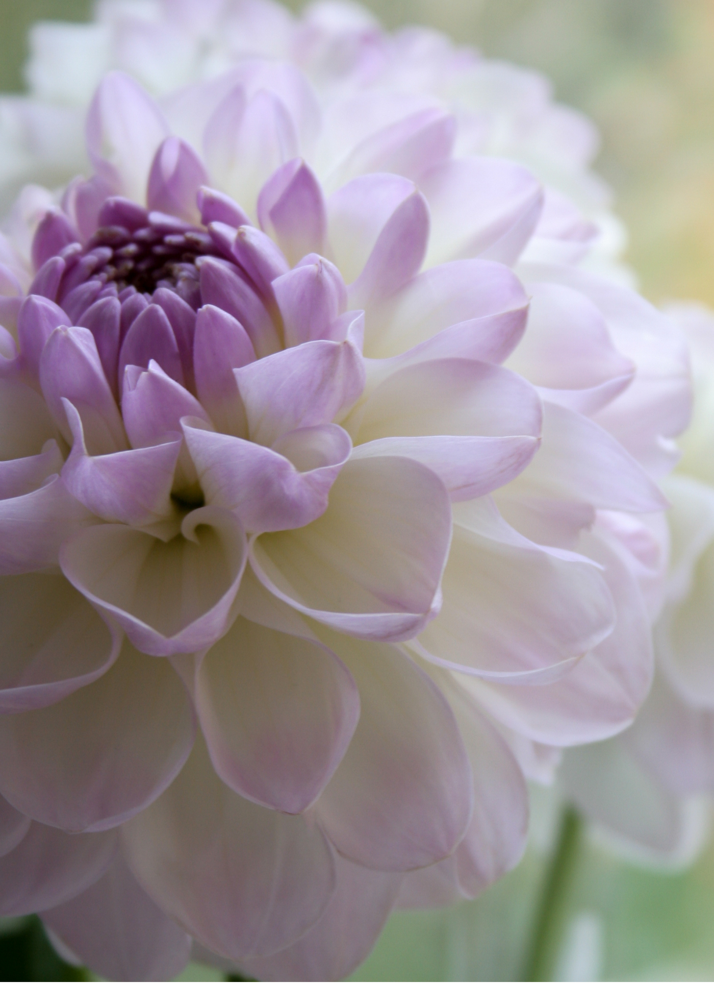 Lavender Bloom – Dahlia Flower Paint by Numbers Kit