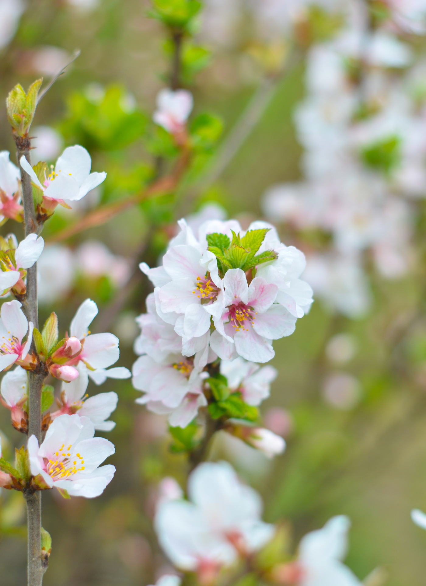 Delicate Spring Blossom – Paint by Numbers Kit