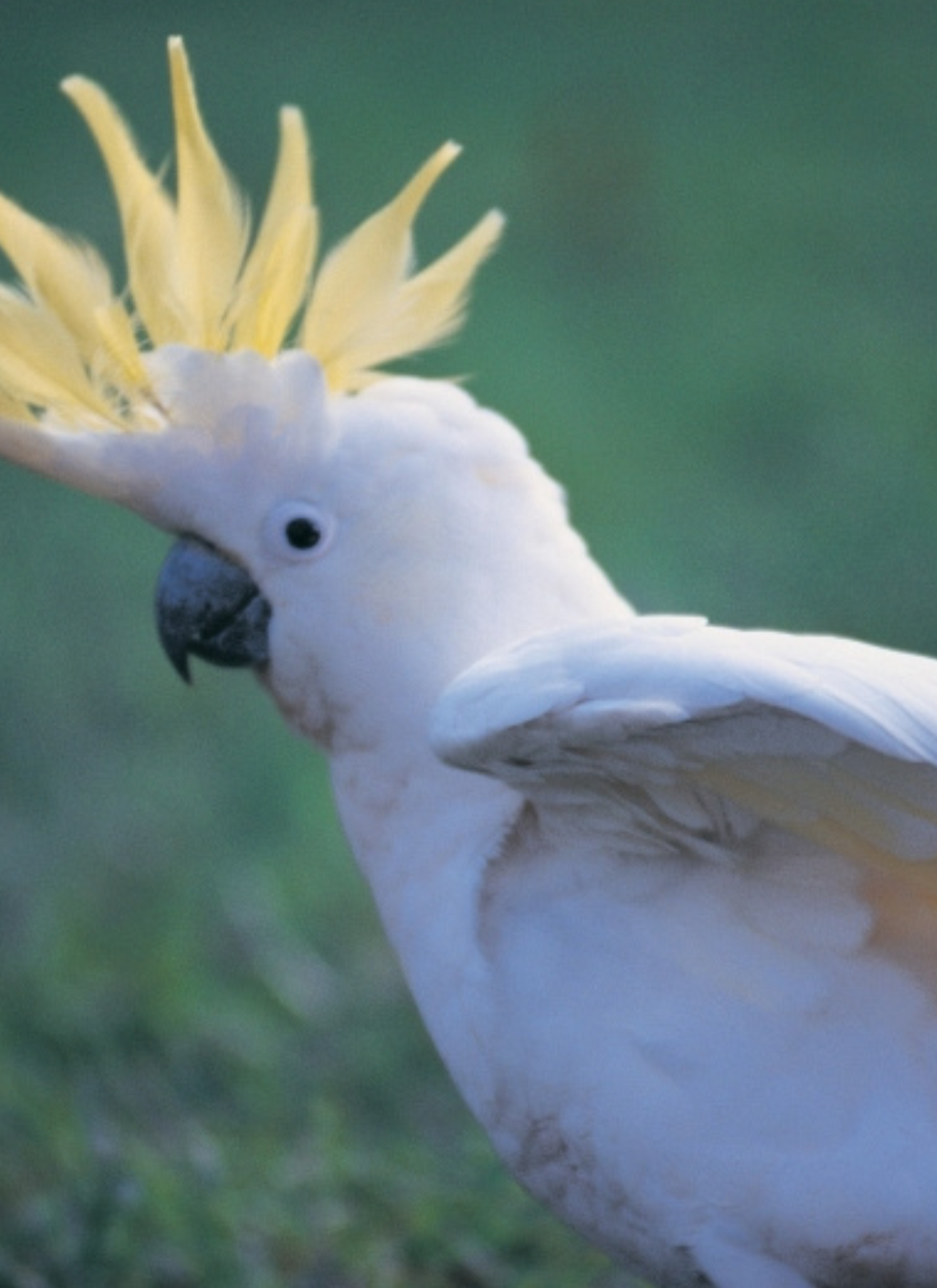Majestic Cockatoo – Tropical Bird Paint by Numbers Kit