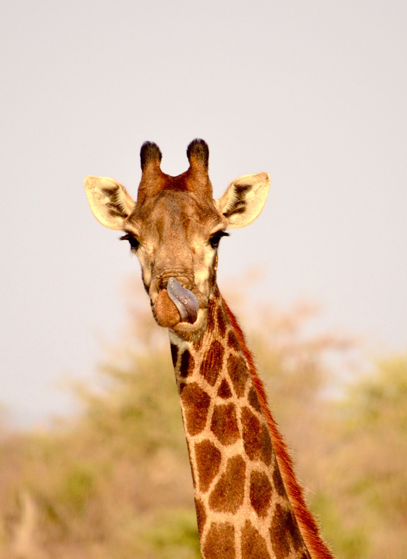 Giraffe with Tongue Out - Paint by Numbers