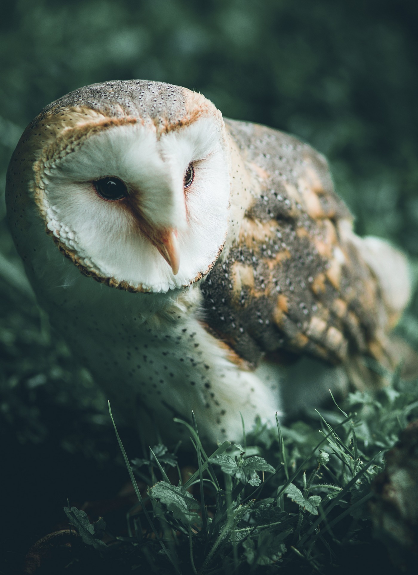 Majestic Barn Owl – Paint by Numbers Kit
