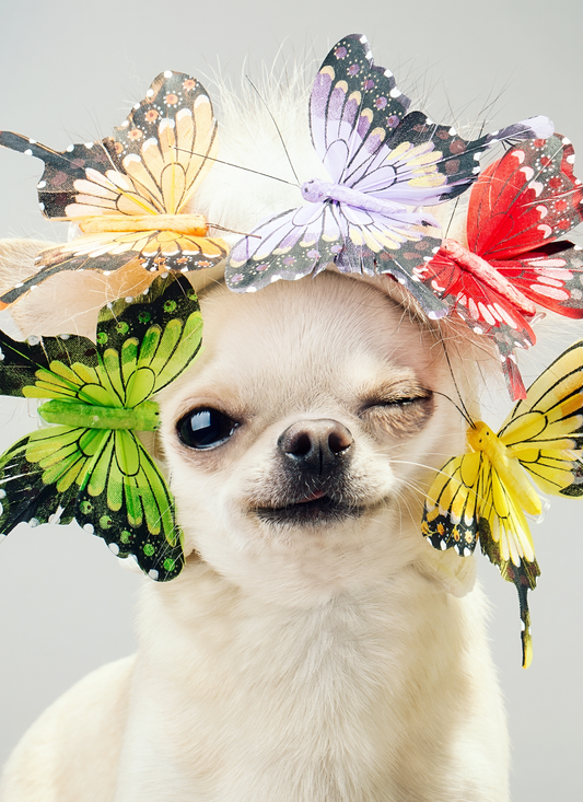 Butterfly Crown Chihuahua – Paint by Numbers